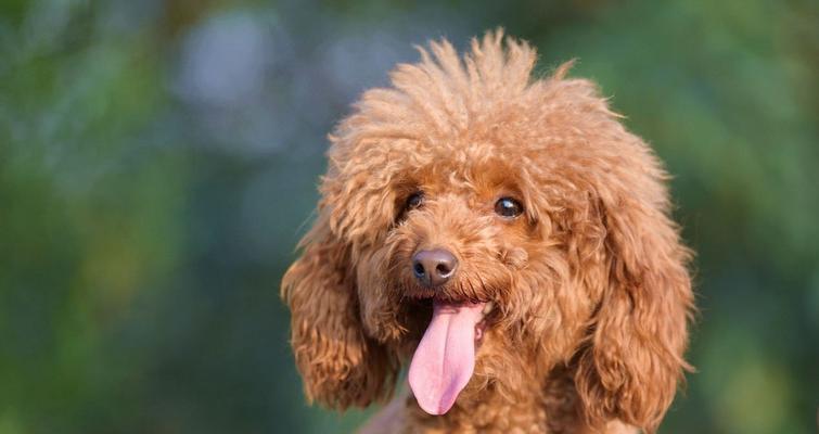 如何训练你的泰迪幼犬成为优秀的宠物犬（培养泰迪幼犬良好行为习惯的关键技巧）