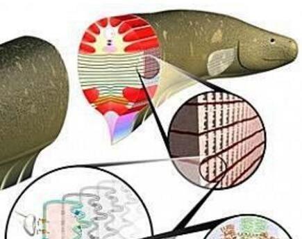 电鳗放电原理揭秘（电鳗放电原理解析及其在生物学和工程学中的应用）