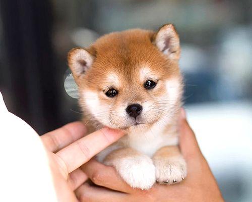 柴犬与秋田犬（探寻柴犬与秋田犬之间的鲜明差异）