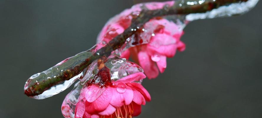 花中四君子（探索四种不同的花卉个性与品格）