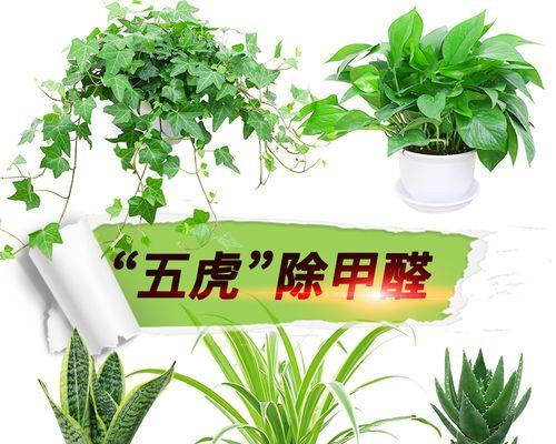 绿植甲醛清除大全（15款绿植助力室内甲醛净化）