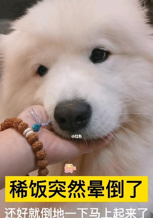 狗狗中暑的正确处理方法（如何保护你的爱犬免受中暑之苦）