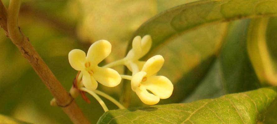 桂花树的养殖方法（打造芳香四溢的庭院）