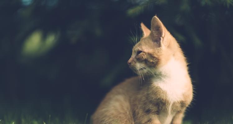 猫咪吃草的好处大全（探寻猫咪为何需要吃草）