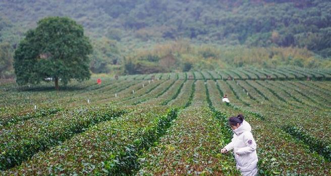 老广东人最爱的三款茶叶（传承百年的茶文化）