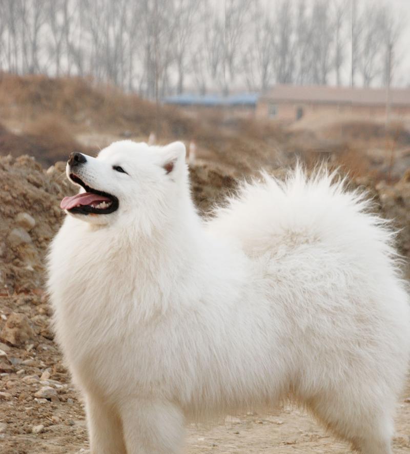 如何正确养护你的萨摩耶犬（萨摩耶犬的养护技巧与注意事项）