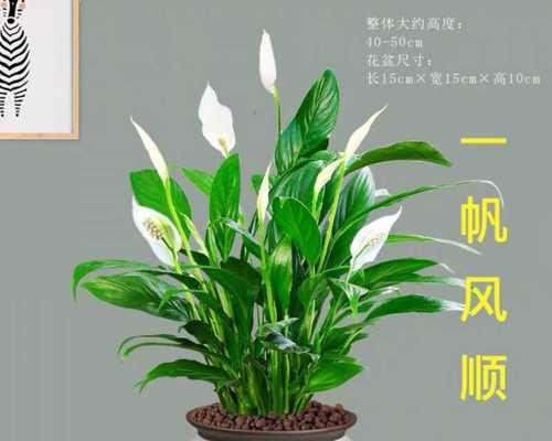 一帆风顺植物的养殖方法与简介（掌握这些关键要点）