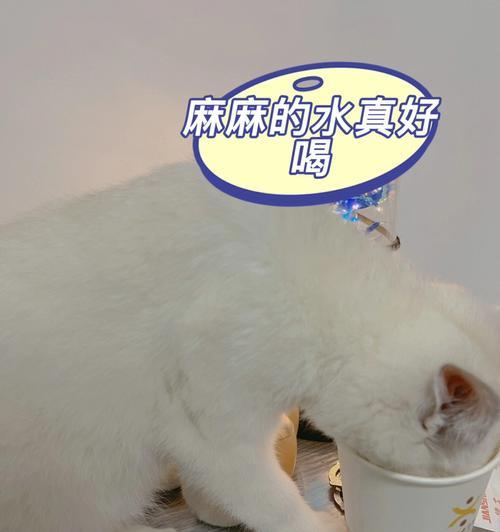 如何引导猫猫喝水（有效方法让您的猫咪保持良好的饮水习惯）