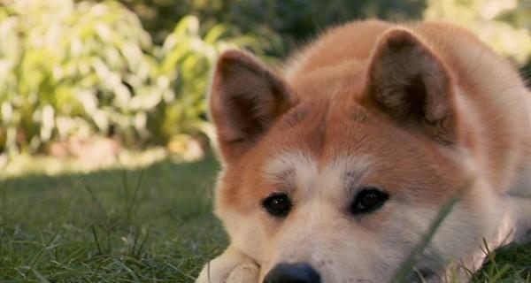 日本柴犬与秋田犬（探索日本柴犬和秋田犬的特点与区别）