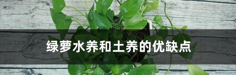 能用水养的植物有哪些？适合水培的植物推荐及养护技巧是什么？