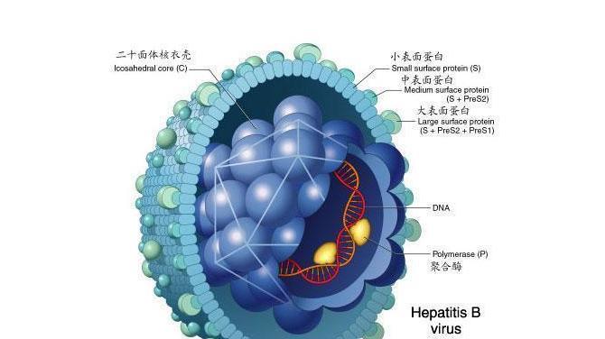 小三阳是怎么得来的？了解乙肝小三阳的传播途径和预防措施？