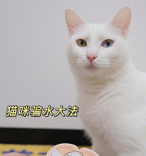 冬天猫不爱喝水怎么办？如何鼓励猫咪多喝水？