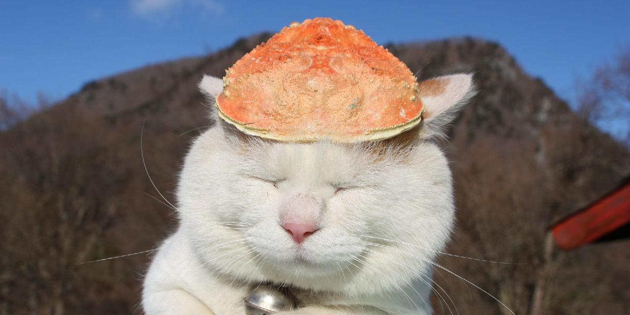 宠物猫咪太调皮怎么办？有效训练方法有哪些？