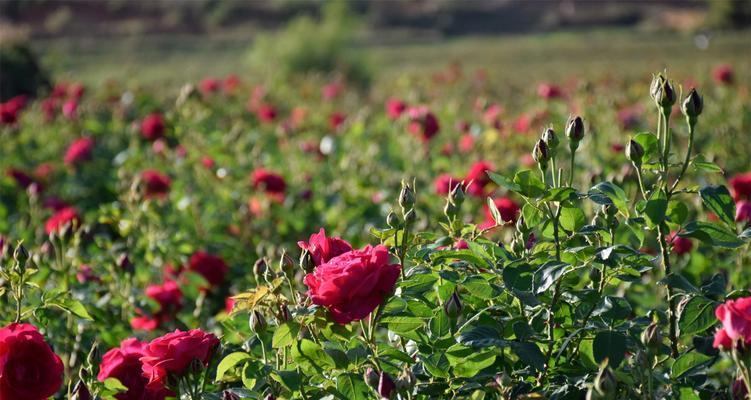 玫瑰花怎么保存时间长？有效延长花期的秘诀是什么？