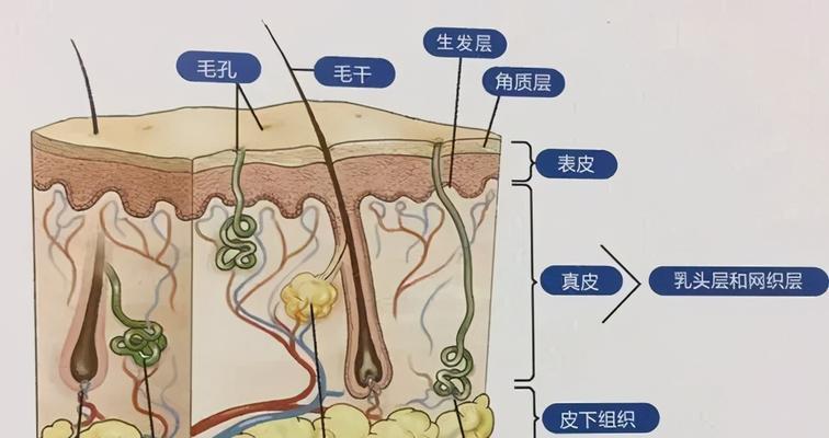 怎么减少油脂分泌？有效控油的日常小技巧有哪些？