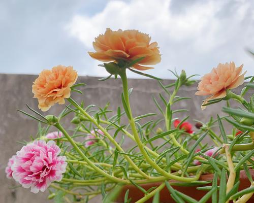 太阳花种子怎么种好？种植太阳花种子的正确步骤是什么？